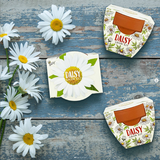 Mini Daisy Grow Kit